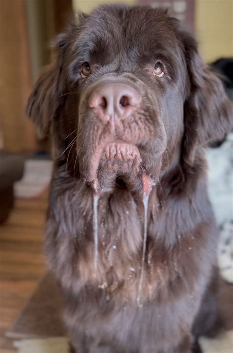 10 Iconic Dog Breeds That Drool The Most My Brown Newfies