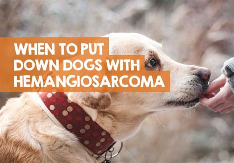 When To Euthanize Dog With Hemangiosarcoma What I Learned