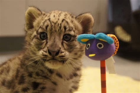 Zooborns — Snow Leopard Boy And His Toys The Snow Leopard