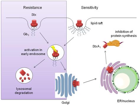 Toxins Free Full Text Shiga Toxin Interaction With Human Intestinal