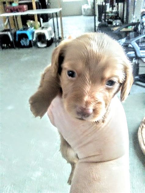 Mini dachshund's are relatively easy to care for. Miniature Dachshund Puppies For Sale | West Branch, MI #315865