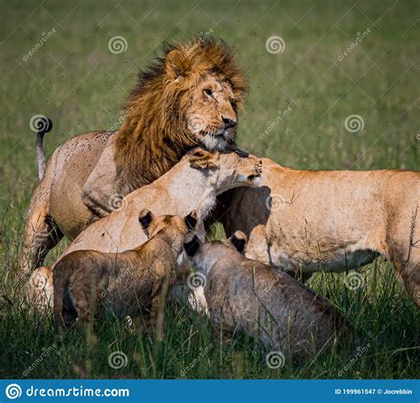 Male Lion Returns And His Pride Welcomes Him Back To The Group Stock