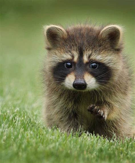 Baby Raccoon Cute Animals Cute Raccoon Pet Raccoon