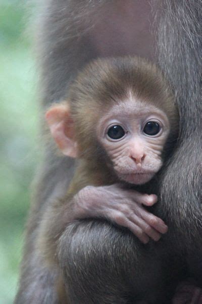 15 Best Cute Baby Monkeys Images On Pinterest