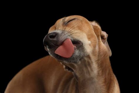 Rocklin Ca Veterinary Blog What Does Dog Ear Licking Mean