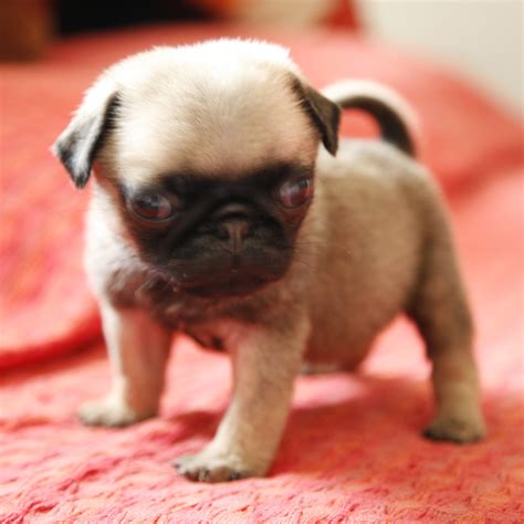 Top 10 Smallest Dog Breeds In The World