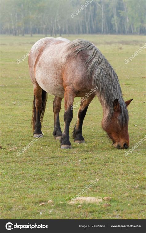 Horse Eat Grass Pasture — Stock Photo © Ctvvelve 213618254