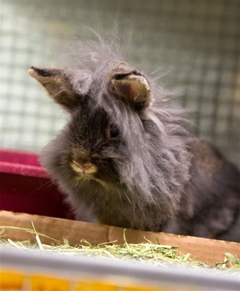 How big does a dwarf rabbit grow? Curly brown Lionhead rabbit. | Lionhead rabbit, Rabbit, Face