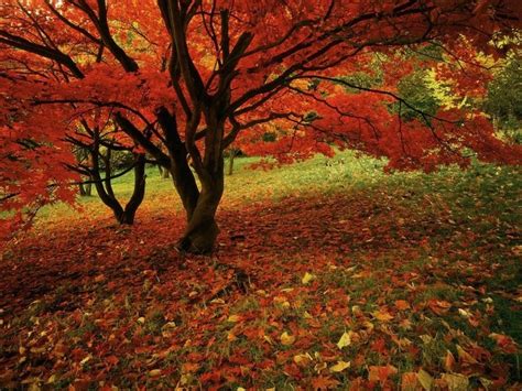 Photos Of Fall Bing Images Im Crazy About Fall Pinterest