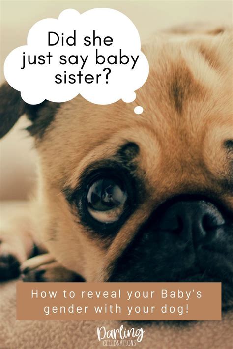 Countries with the highest gender equality tend to be welfare states, they write, with a high level of. Gender Reveal With Dogs - Best Dog Gender Reveals | Baby ...