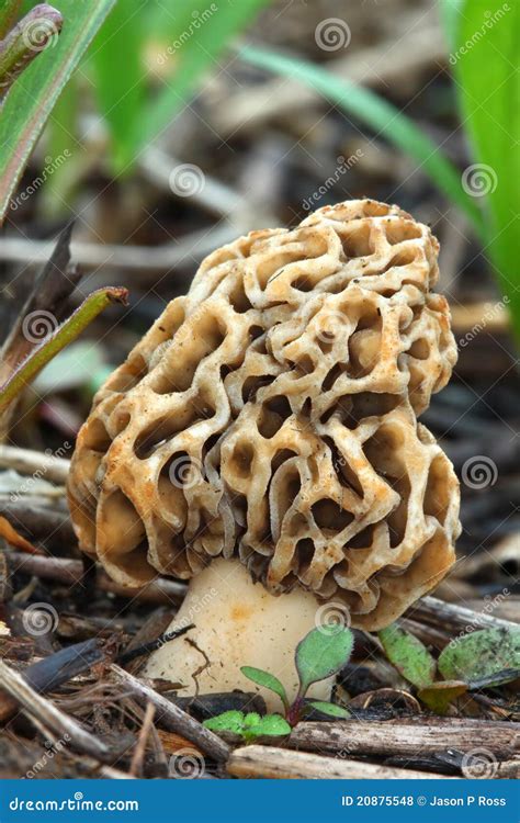 Morel In Illinois Stock Photo Image Of Environment Spring 20875548