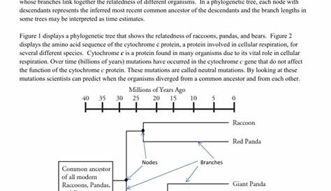 Phylogenetic Tree Worksheet — db-excel.com