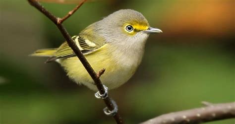 White Eyed Vireo Identification All About Birds Cornell Lab Of