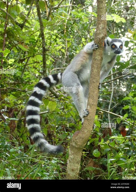Lemur Catta Lemur With Long Striped Black And White Ringed Tail