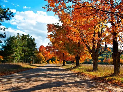 1600x1200 Autumn Road Trees Leaves Yellow Shades Wallpaper 