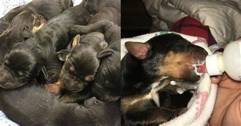 9 Abandoned Puppies Rescued From Box On The Street The Dodo
