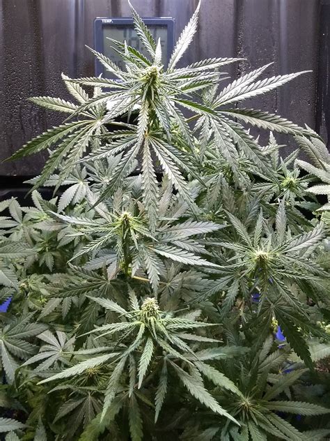 Strain Gallery Northern Lights Unknown Or Legendary Pic