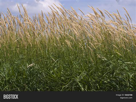 Tall Summer Grass Image And Photo Free Trial Bigstock