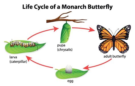 How Many Stages Does A Complete Metamorphosis Haveplease Help Me