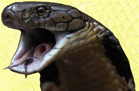 King Cobra Facts N Photos Snakes Pinterest King Cobra Snake