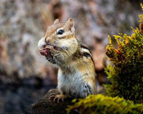 Small Chipmunk Eating Nut On Stone Against Plant · Free Stock Photo