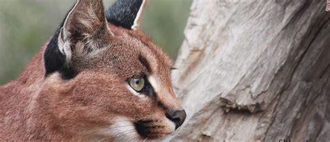 Felidae Centre A Wildlife Reserve Conserving African Wild Cats And