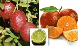 Red Red Lime Exotic Fruit Which Combines Orange And Sour Flavours Is Grown In Uk For The First