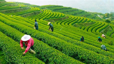 Hangzhou Tea Plantation Visit Longjing Tea Plantation
