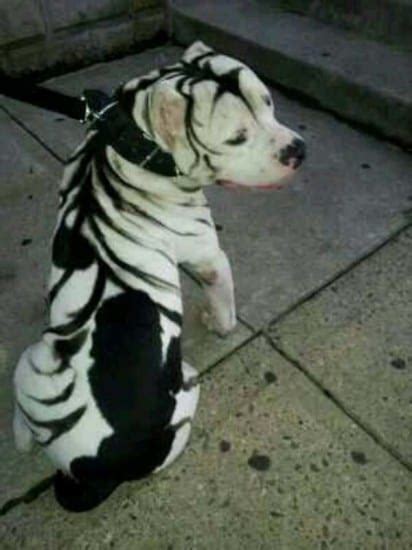 12 Unusual Looking Dogs With Cute Markings You Will Fall In Love