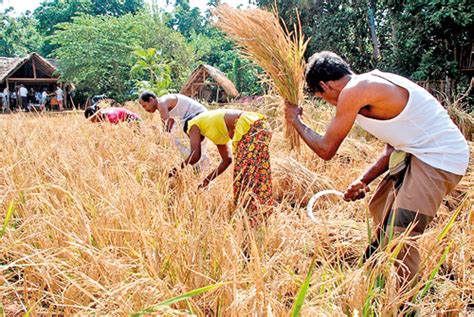 Sri Lankas Farmers And Farming Stakeholders Seek Urgent Support