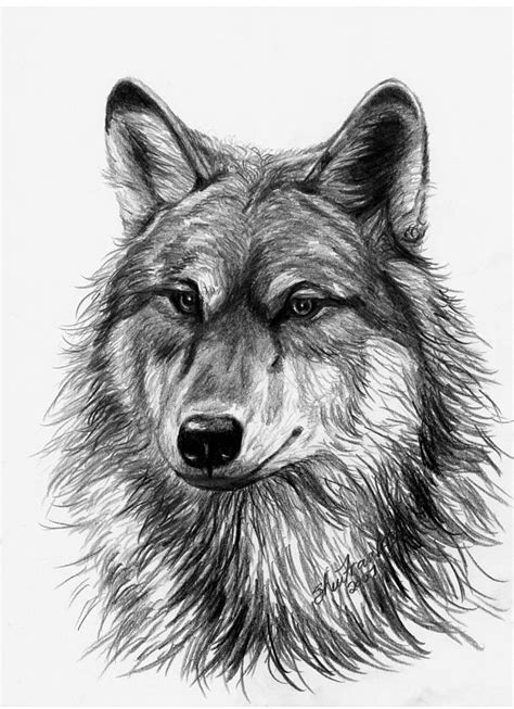 Wolf Head Drawing By Sheri Lynn Marean Pixels