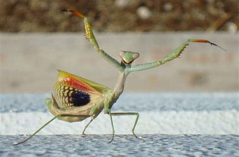 Evil Aliens Praying Mantis Photos Seeker