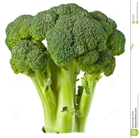 Broccoli Isolated On White Stock Photo Image Of Head 3533292
