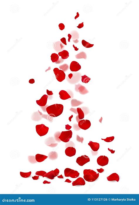 Red And Pink Rose Petals Falling Down Stock Vector Illustration Of