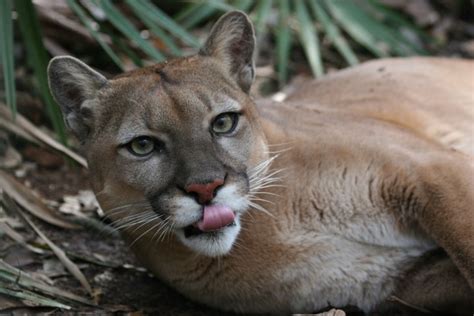 1000 Images About Cougars On Pinterest Yellow Eyes Snow And