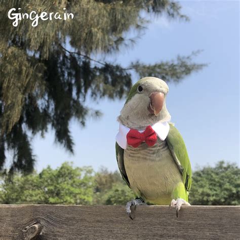 Gingerain Bird Clothes Parrot Clothes Small Tie Original Hand Made