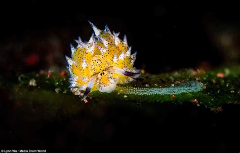 Sea Slug That Looks Like Magic Roundabouts Ermintrude Found Near Bali