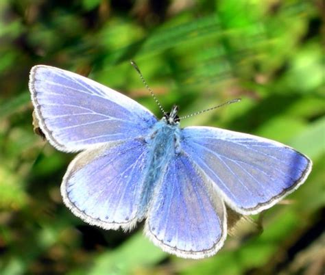 Wider Countryside Butterfly Survey Bto British Trust For Ornithology