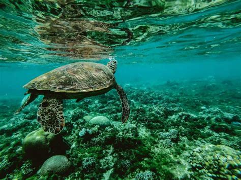 Best Places To Snorkel And Swim With Sea Turtles Openwaterhq
