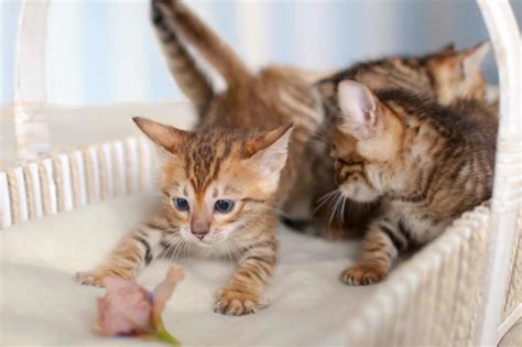 How Much Does A Toyger Cat Cost 2024 Price Guide