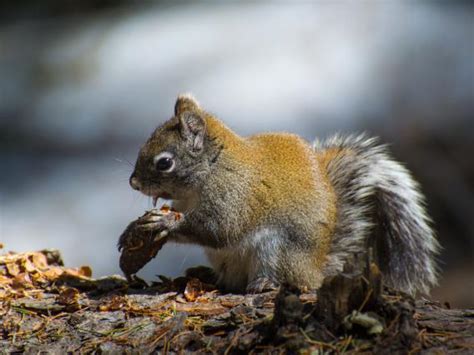 What Is The Mt Graham Red Squirrel Research Program Conservation