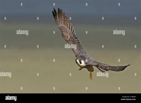 Peregrine Falcon In Flight Stock Photo Alamy
