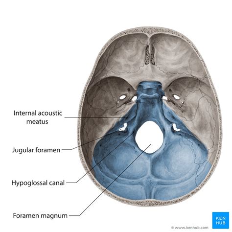 Canalis Acusticus Internus - Cranial Bones - The internal auditory
