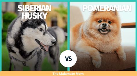 Pomeranian Vs Husky Complete Breed Comparison And Pictures