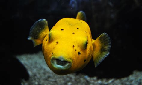 Fondos De Pantalla Pescado Amarillo Biología Marina Fauna