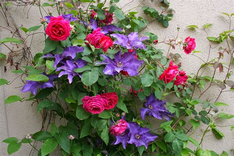 Purple Clematis And Red Climbing Roses