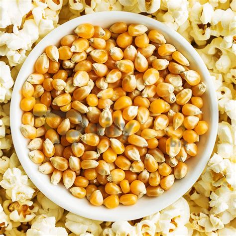 Popcorn Seeds 100 Natural Premium Popcorn Kernels Makka Seeds
