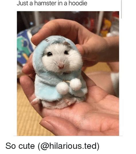 Just A Hamster In A Hoodie So Cute Cute Meme On Meme