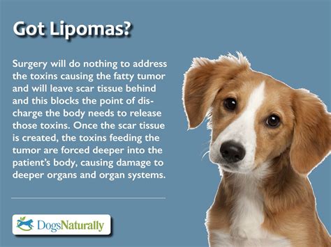 Lipomas And Scar Tissue Medication For Dogs Scar Tissue Healthy Pets