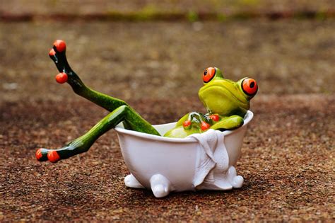 Free Photo Frog Bath Swim Relaxation Relax Free Image On Pixabay